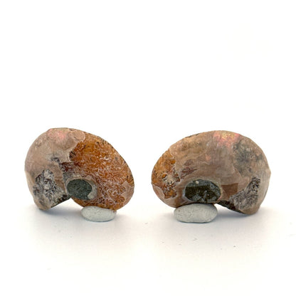 Small Agatized Ammonite Fossil (1.34") - Cretaceous, Madagascar - FossilsAndMore