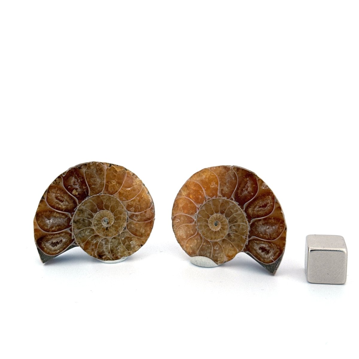 Small Agatized Ammonite Fossil (1.34") - Cretaceous, Madagascar - FossilsAndMore