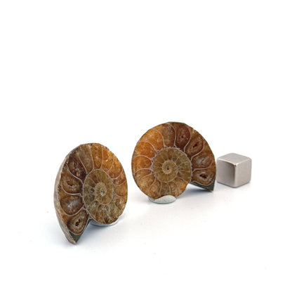 Small Agatized Ammonite Fossil (1.34") - Cretaceous, Madagascar - FossilsAndMore