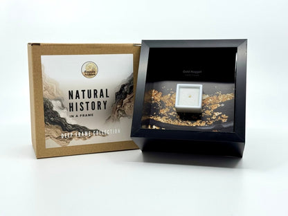 Small Canadian Gold Nugget in Deep Box Frame - FossilsAndMore