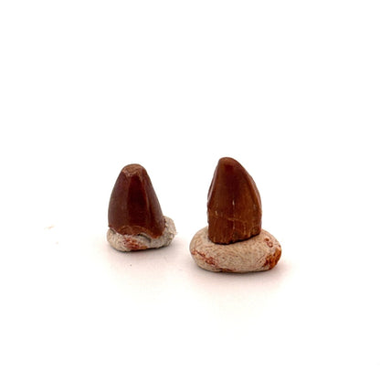 Small Elosuchus cherifiensis Fossil teeth from Morocco (0.49") - FossilsAndMore