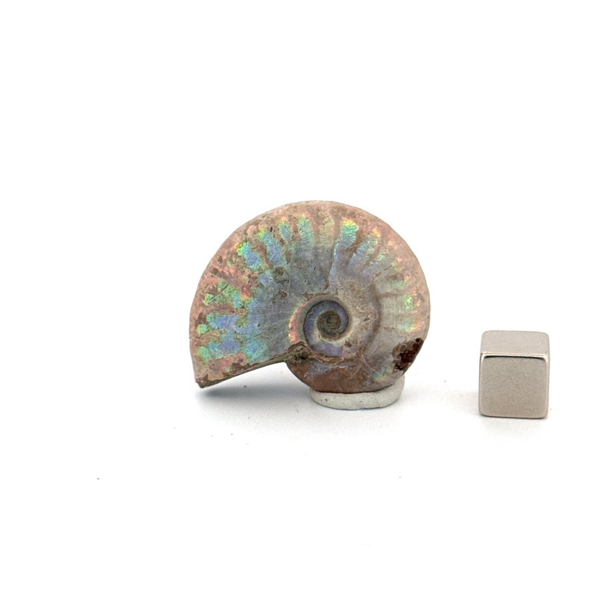 Small Iridescent Ammonite fossil (1.48") - Cretaceous, Madagascar - FossilsAndMore
