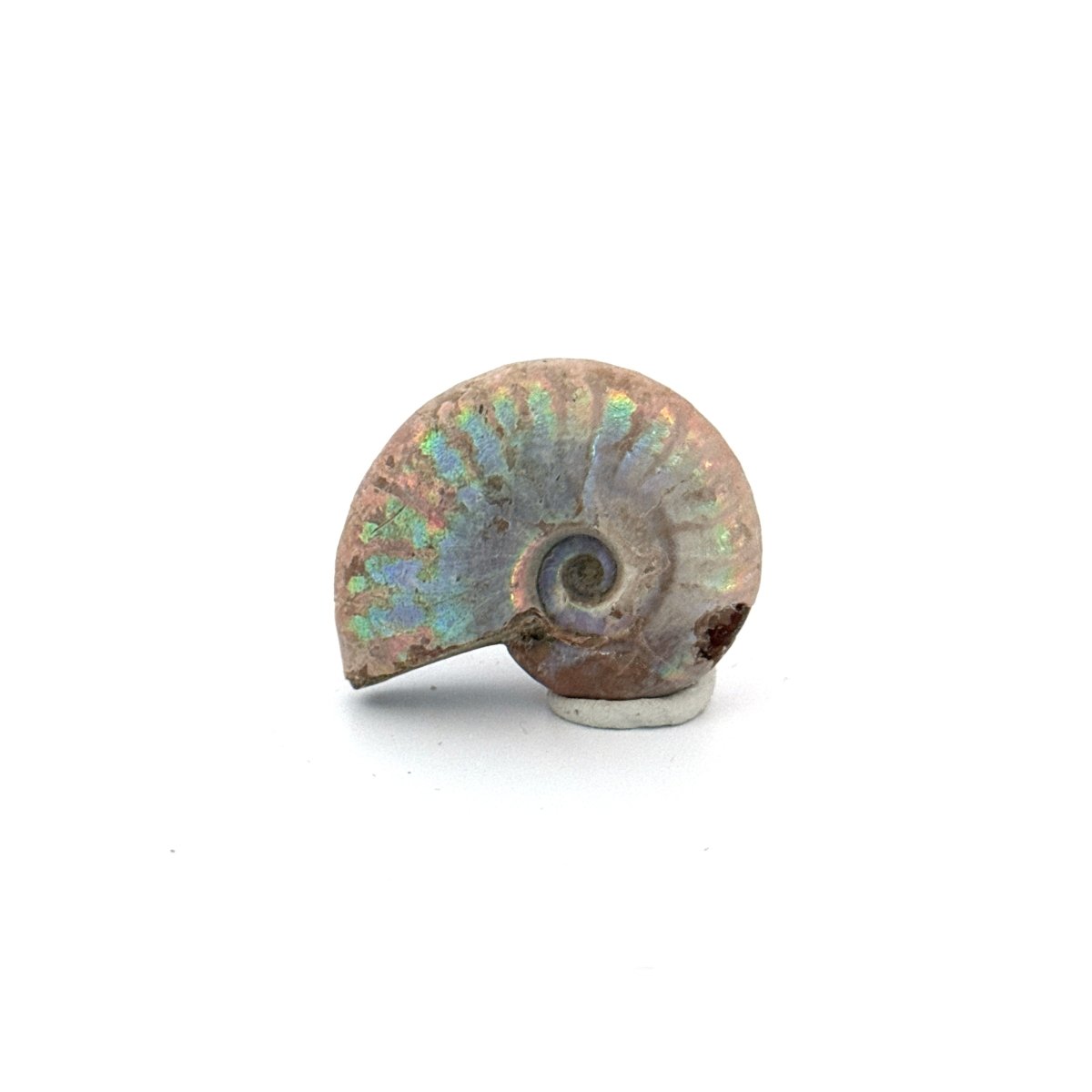 Small Iridescent Ammonite fossil (1.48") - Cretaceous, Madagascar - FossilsAndMore