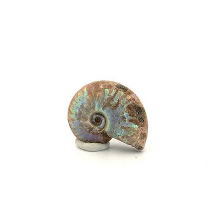 Small Iridescent Ammonite fossil (1.48") - Cretaceous, Madagascar - FossilsAndMore