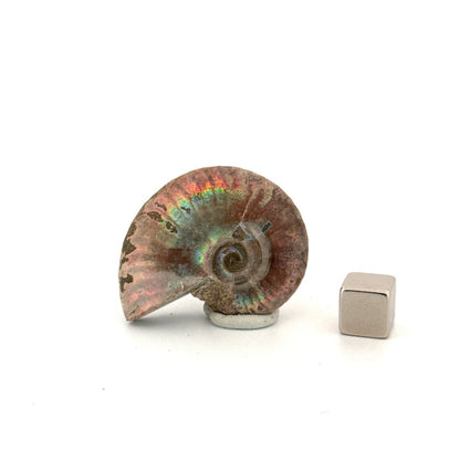 Small Iridescent Ammonite fossil (1.59") - Cretaceous, Madagascar - FossilsAndMore