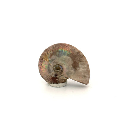 Small Iridescent Ammonite fossil (1.59") - Cretaceous, Madagascar - FossilsAndMore