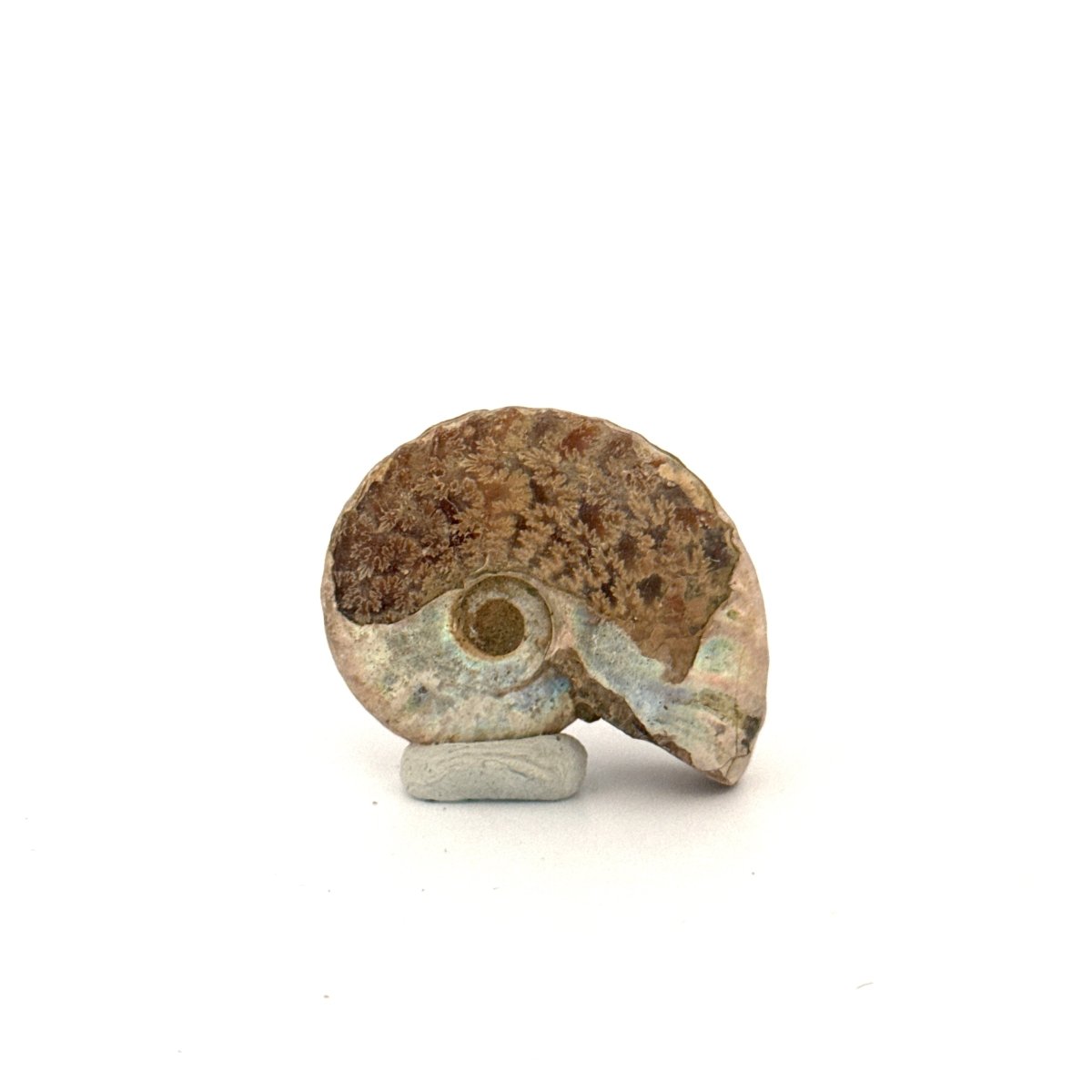 Small Iridescent Ammonite fossil (1.63") - Cretaceous, Madagascar - FossilsAndMore