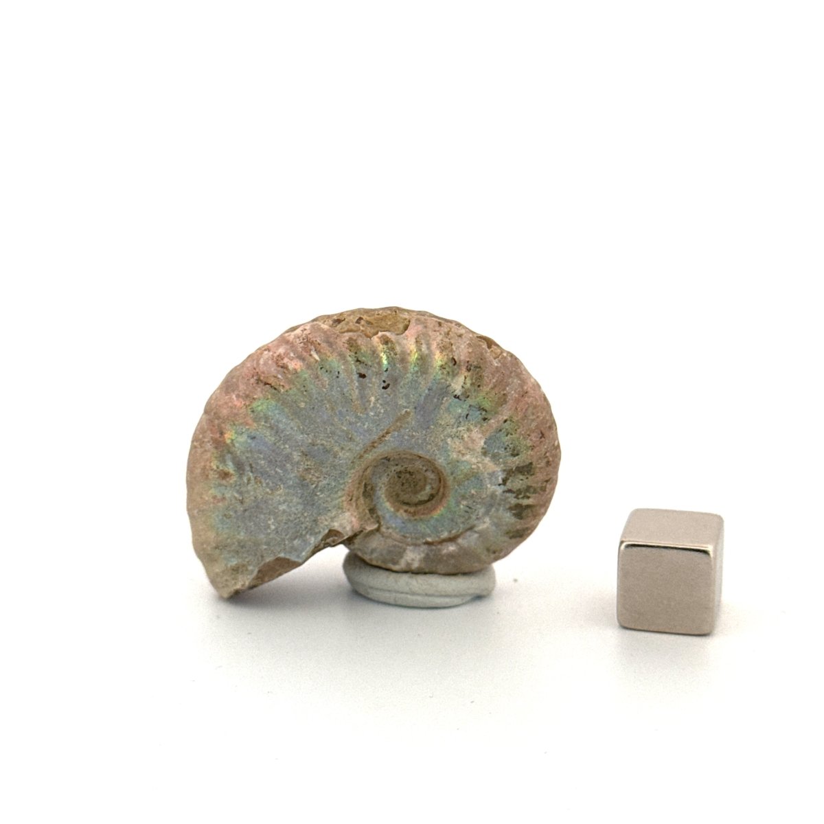 Small Iridescent Ammonite fossil (1.63") - Cretaceous, Madagascar - FossilsAndMore