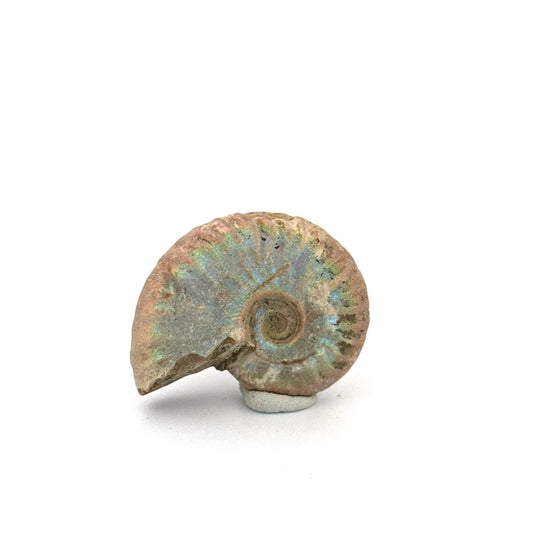 Small Iridescent Ammonite fossil (1.63") - Cretaceous, Madagascar - FossilsAndMore