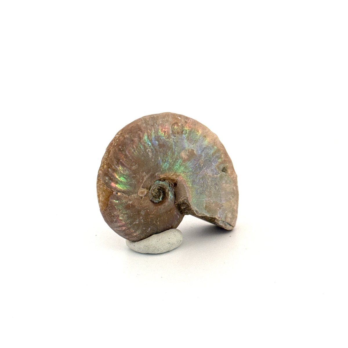 Small Iridescent Ammonite fossil (1.72") - Cretaceous, Madagascar - FossilsAndMore