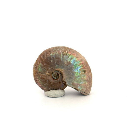 Small Iridescent Ammonite fossil (1.72") - Cretaceous, Madagascar - FossilsAndMore