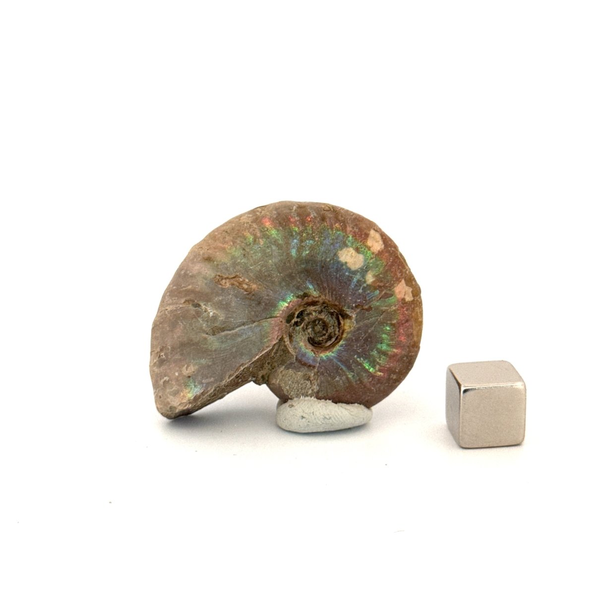 Small Iridescent Ammonite fossil (1.72") - Cretaceous, Madagascar - FossilsAndMore