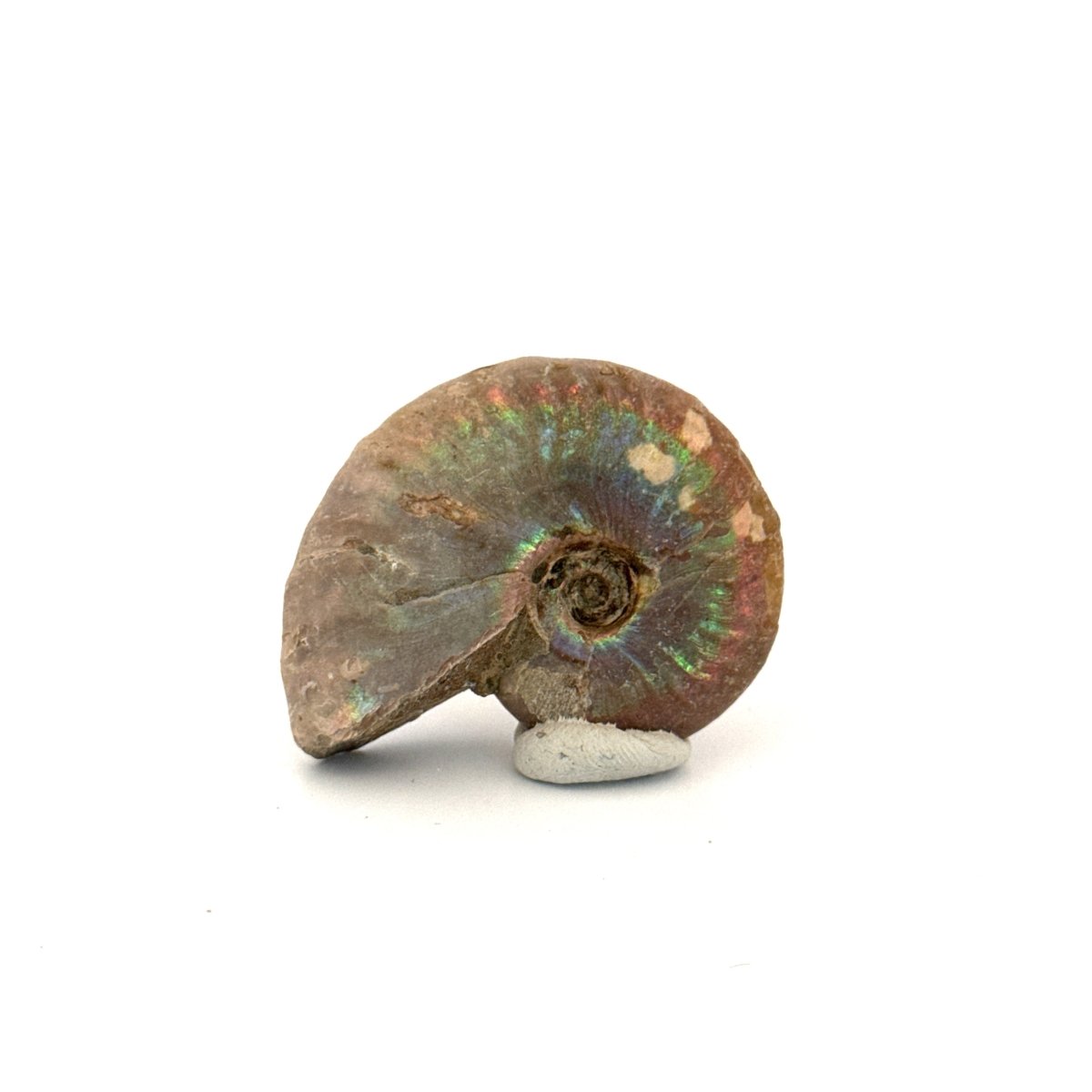 Small Iridescent Ammonite fossil (1.72") - Cretaceous, Madagascar - FossilsAndMore