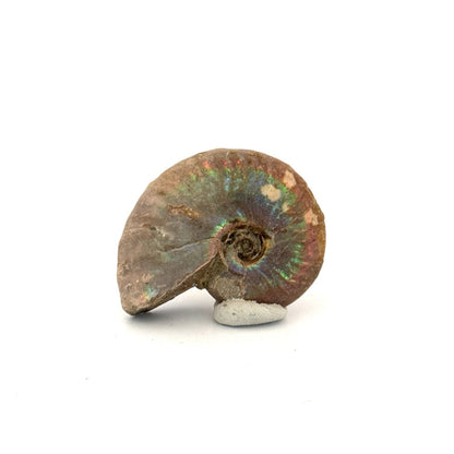 Small Iridescent Ammonite fossil (1.72") - Cretaceous, Madagascar - FossilsAndMore