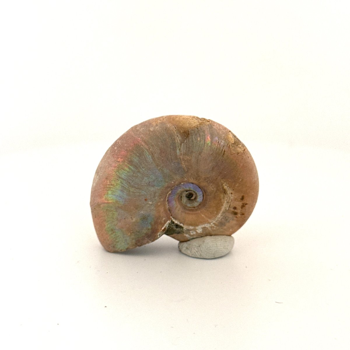 Small Iridescent Ammonite fossil (1.80") - Cretaceous, Madagascar - FossilsAndMore