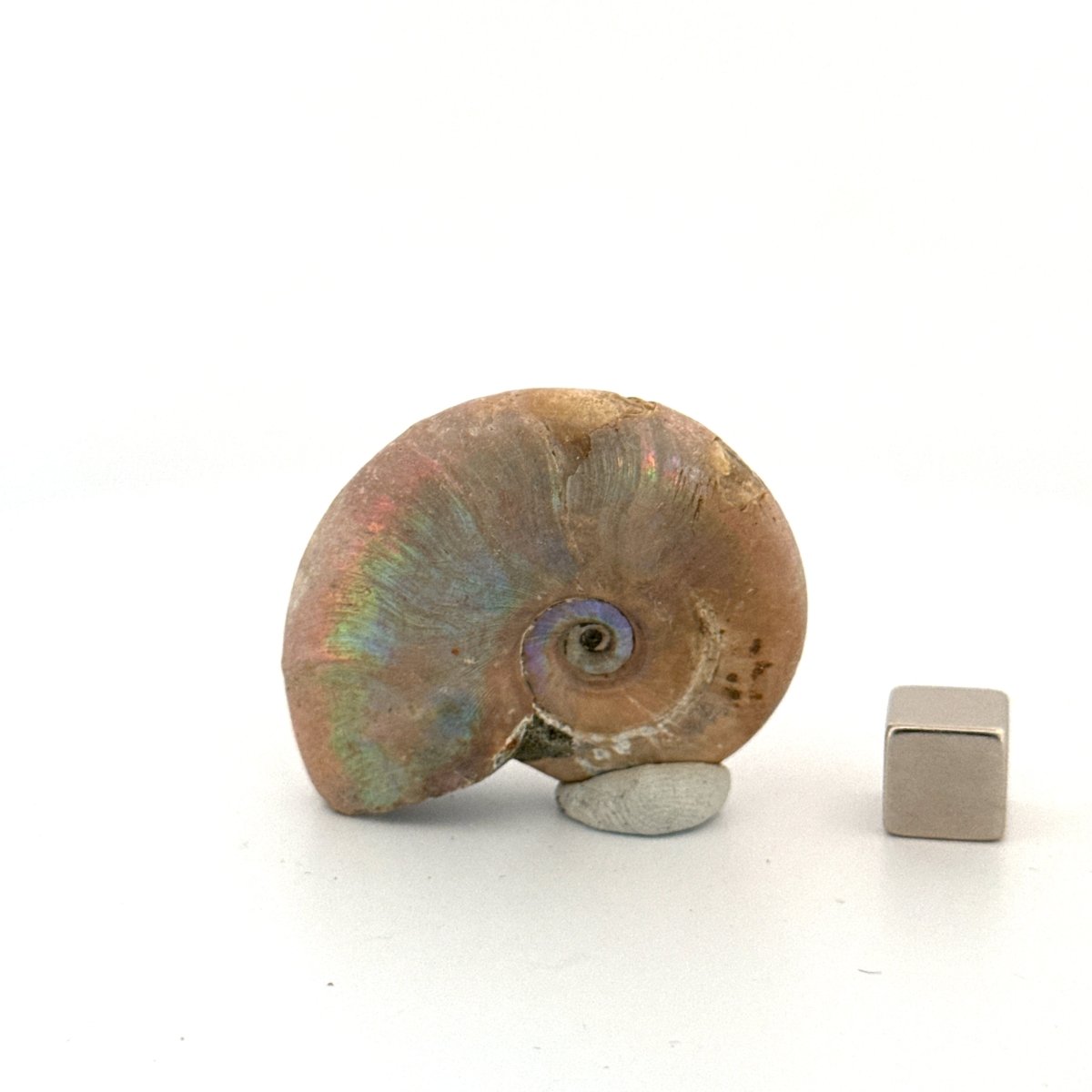 Small Iridescent Ammonite fossil (1.80") - Cretaceous, Madagascar - FossilsAndMore
