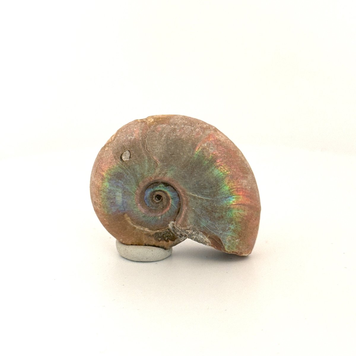 Small Iridescent Ammonite fossil (1.80") - Cretaceous, Madagascar - FossilsAndMore