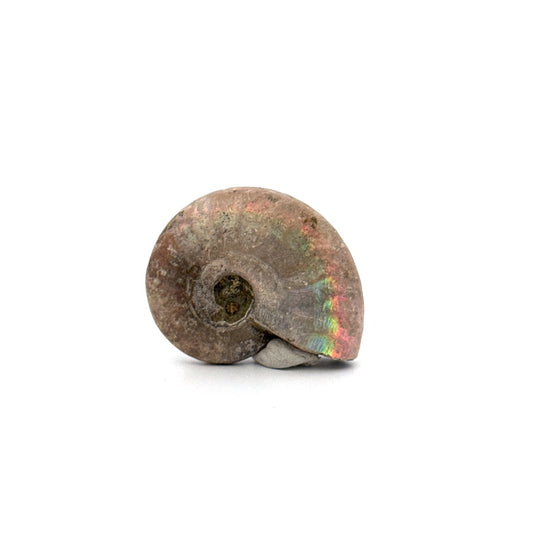 Small Iridescent Ammonite fossil from Cretaceous, Madagascar (1.33") - FossilsAndMore