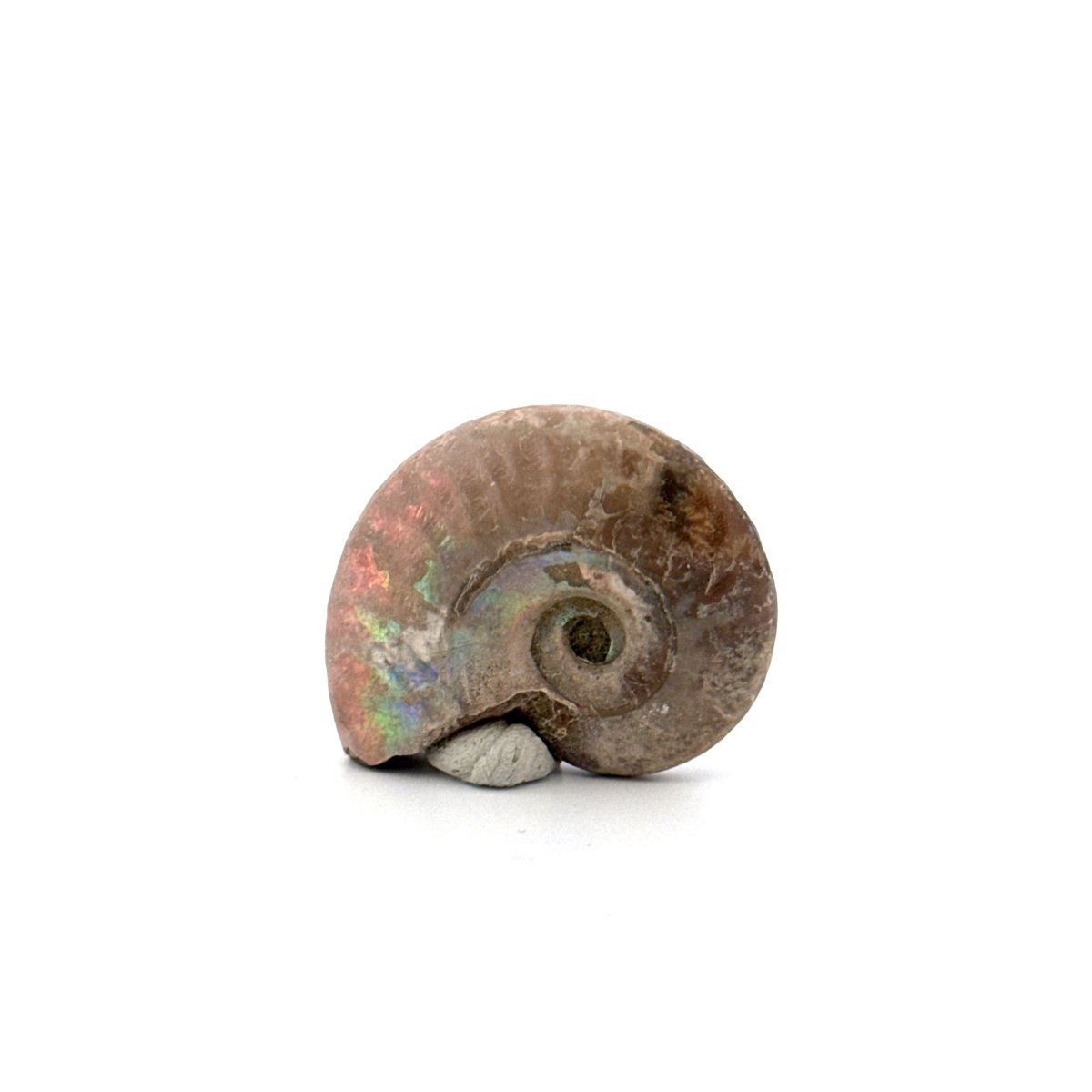 Small Iridescent Ammonite fossil from Cretaceous, Madagascar (1.33") - FossilsAndMore