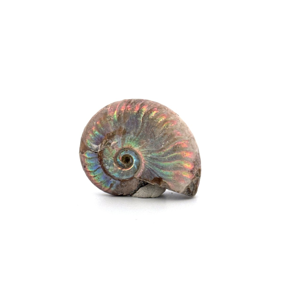 Small Iridescent Ammonite fossil from Cretaceous, Madagascar (1.40") - FossilsAndMore