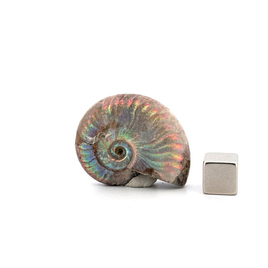 Small Iridescent Ammonite fossil from Cretaceous, Madagascar (1.40") - FossilsAndMore