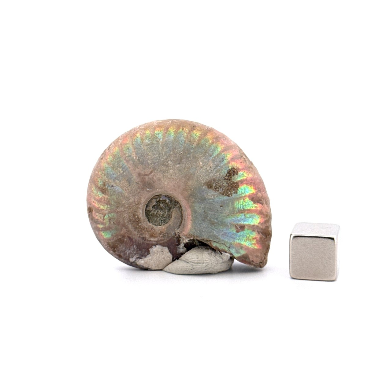Small Iridescent Ammonite fossil from Cretaceous, Madagascar (1.65") - FossilsAndMore