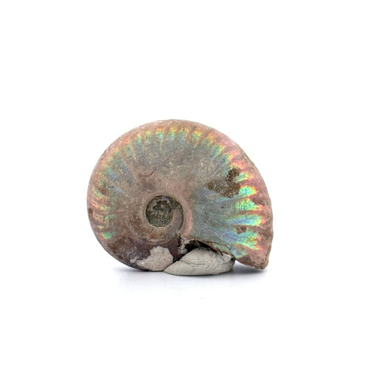 Small Iridescent Ammonite fossil from Cretaceous, Madagascar (1.65") - FossilsAndMore