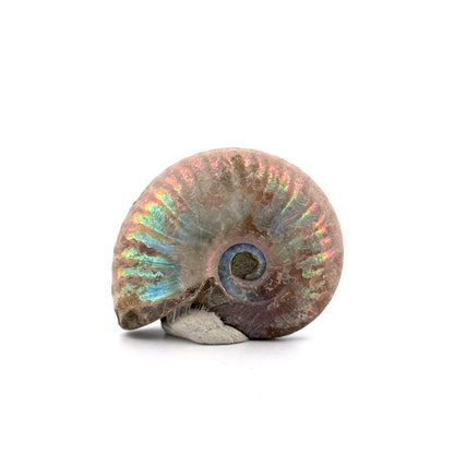 Small Iridescent Ammonite fossil from Cretaceous, Madagascar (1.65") - FossilsAndMore