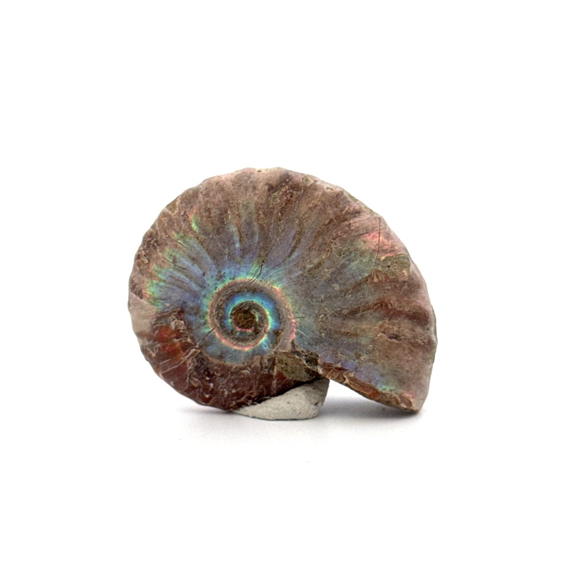 Small Iridescent Ammonite fossil from Cretaceous, Madagascar (1.72") - FossilsAndMore