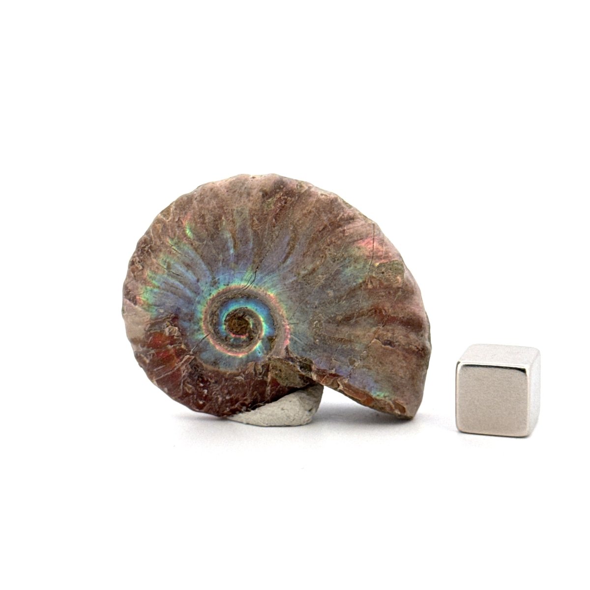 Small Iridescent Ammonite fossil from Cretaceous, Madagascar (1.72") - FossilsAndMore