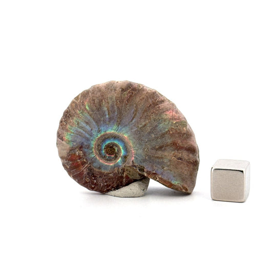 Small Iridescent Ammonite fossil from Cretaceous, Madagascar (1.72") - FossilsAndMore
