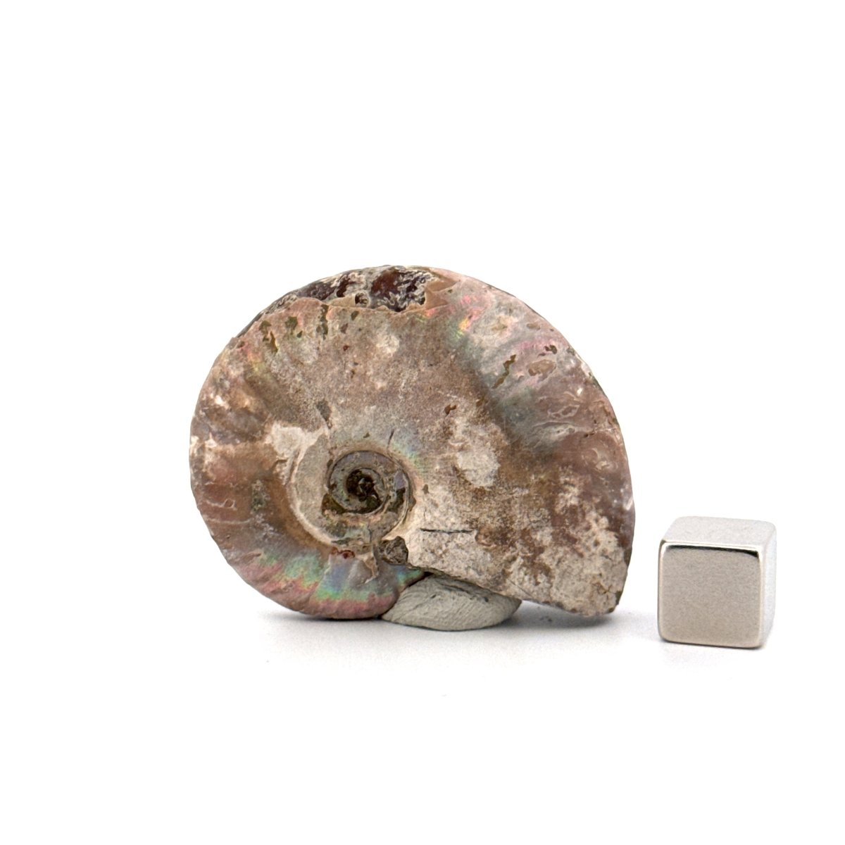 Small Iridescent Ammonite fossil from Cretaceous, Madagascar (1.74") - FossilsAndMore