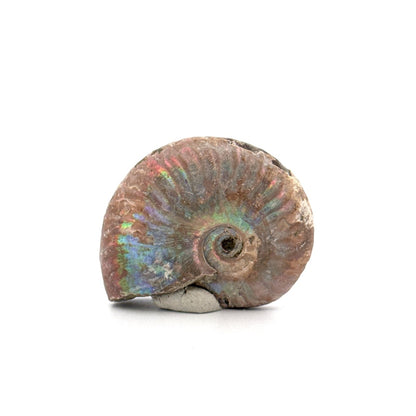Small Iridescent Ammonite fossil from Cretaceous, Madagascar (1.74") - FossilsAndMore