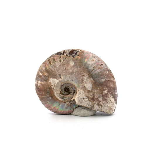 Small Iridescent Ammonite fossil from Cretaceous, Madagascar (1.74") - FossilsAndMore