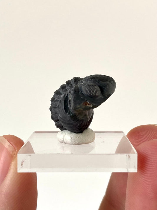 Small Morocops fossil Trilobite rolled up (2.1 cm) - FossilsAndMore