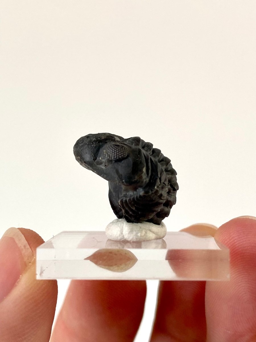 Small Morocops fossil Trilobite rolled up (2.1 cm) - FossilsAndMore