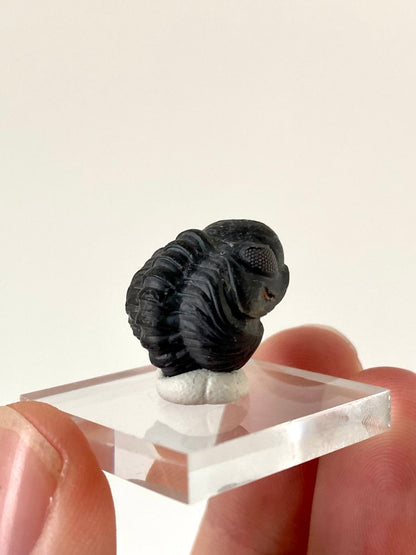 Small Morocops fossil Trilobite rolled up (2.1 cm) - FossilsAndMore