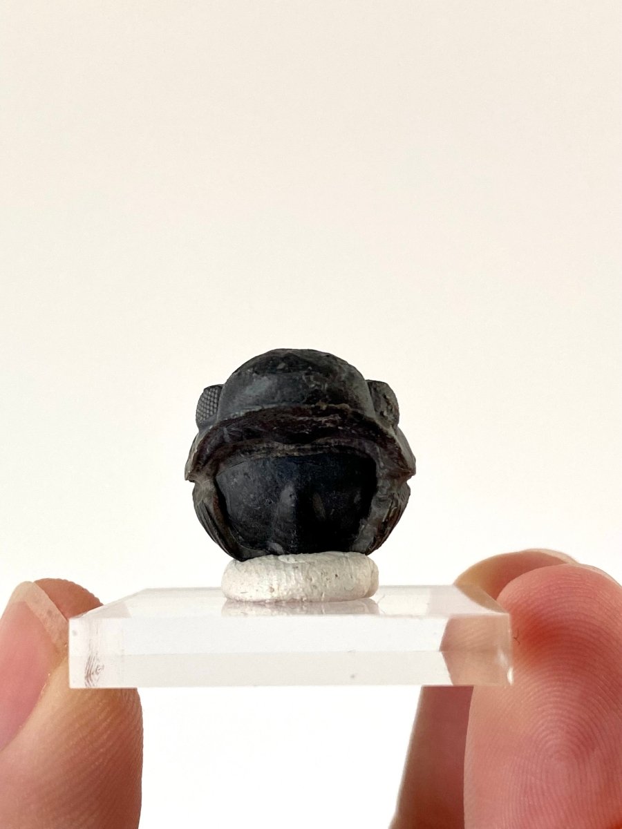 Small Morocops fossil Trilobite rolled up (2.1 cm) - FossilsAndMore