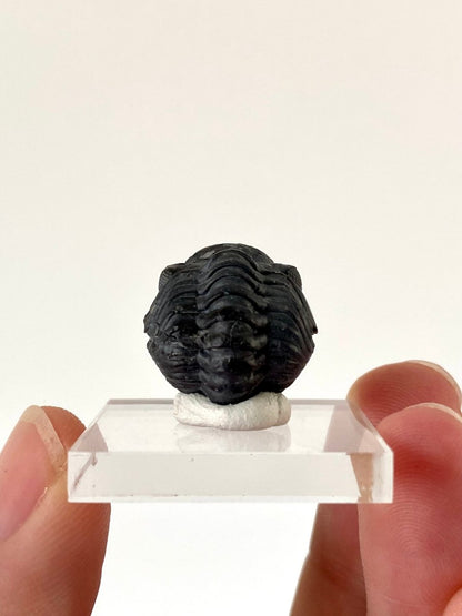 Small Morocops fossil Trilobite rolled up (2.1 cm) - FossilsAndMore