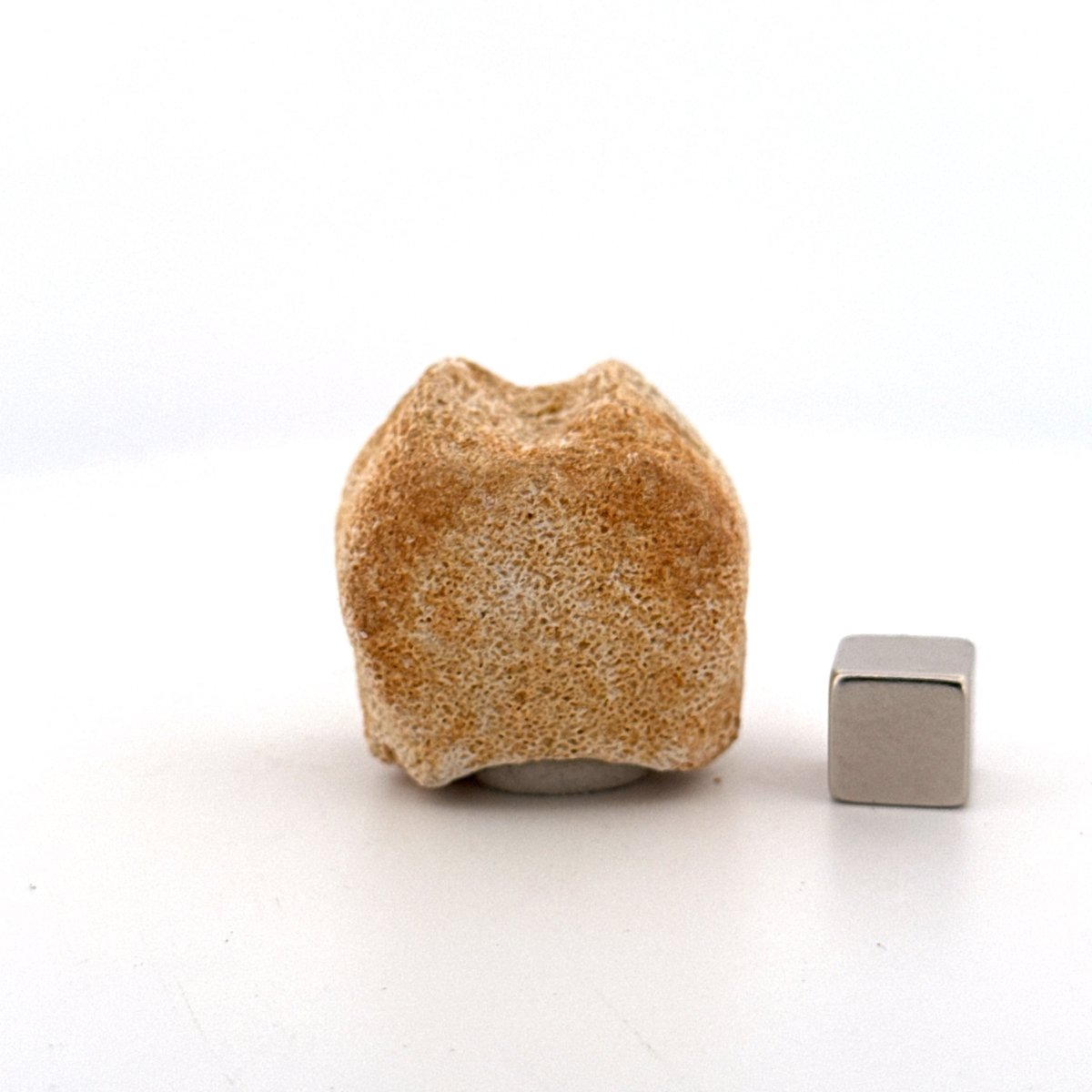 Small Mosasaur caudal vertebra from Late Cretaceous, Morocco (1.19") - FossilsAndMore