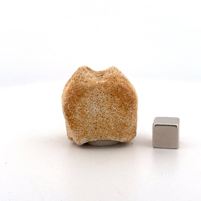 Small Mosasaur caudal vertebra from Late Cretaceous, Morocco (1.19") - FossilsAndMore