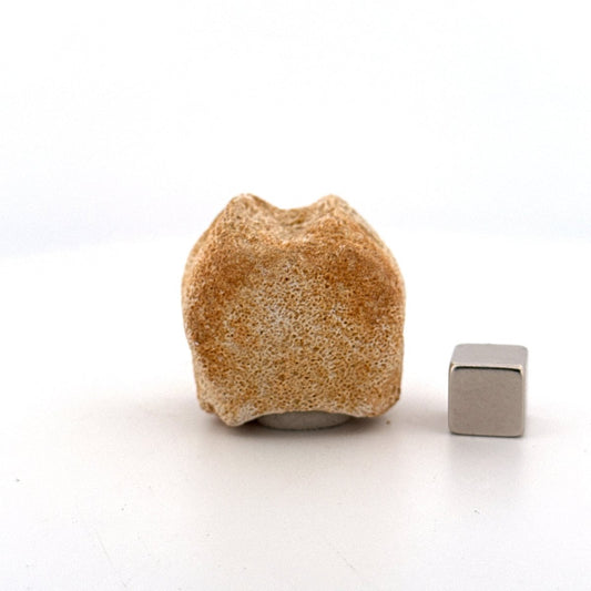 Small Mosasaur caudal vertebra from Late Cretaceous, Morocco (1.19") - FossilsAndMore
