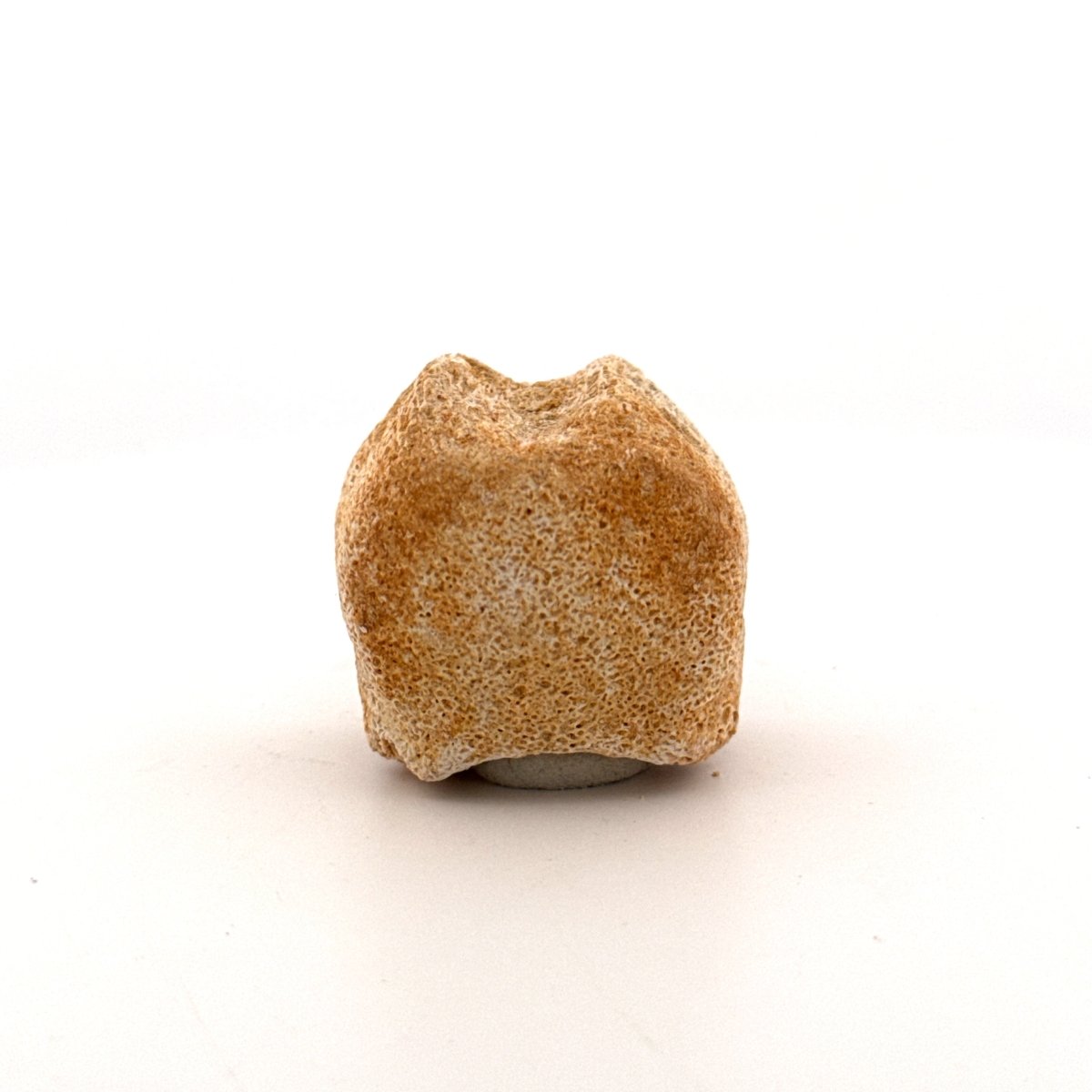 Small Mosasaur caudal vertebra from Late Cretaceous, Morocco (1.19") - FossilsAndMore
