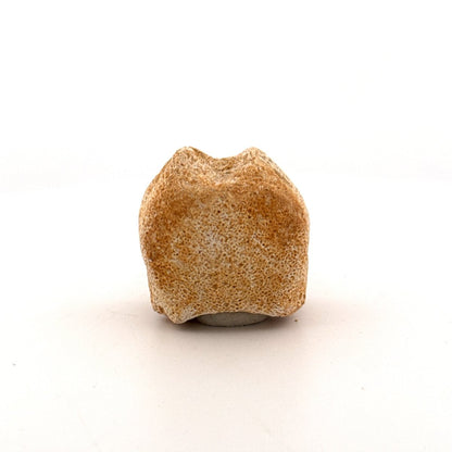 Small Mosasaur caudal vertebra from Late Cretaceous, Morocco (1.19") - FossilsAndMore