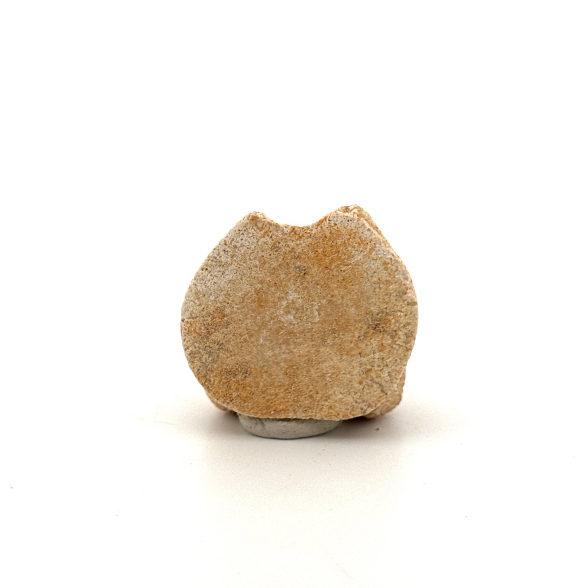 Small Mosasaur caudal vertebra from Late Cretaceous, Morocco (1.19") - FossilsAndMore
