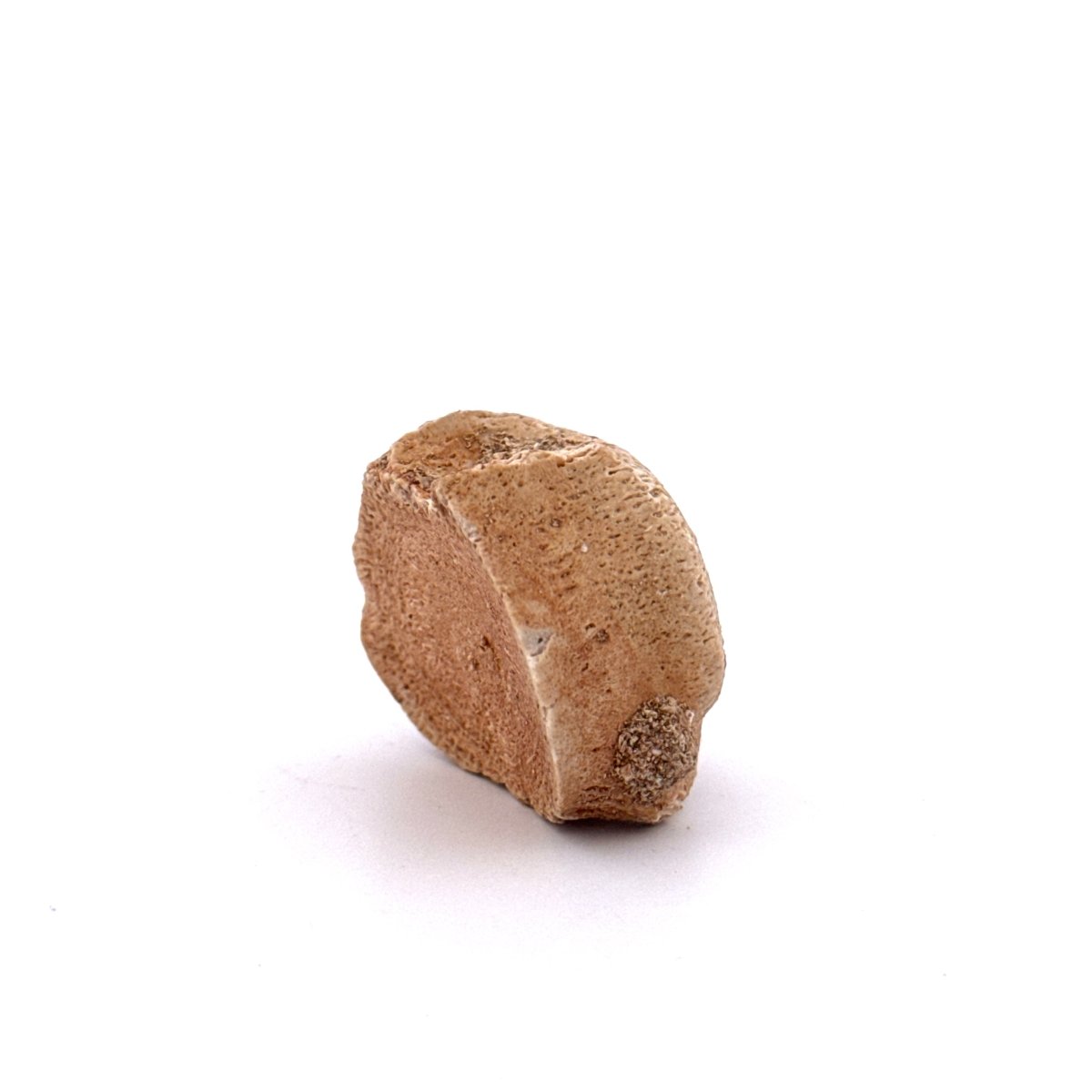 Small Mosasaur caudal vertebra from Late Cretaceous, Morocco (1.23") - FossilsAndMore