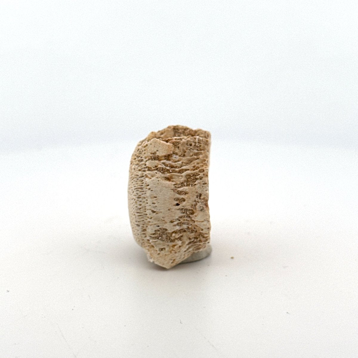 Small Mosasaur caudal vertebra from Late Cretaceous, Morocco (1.24") - FossilsAndMore