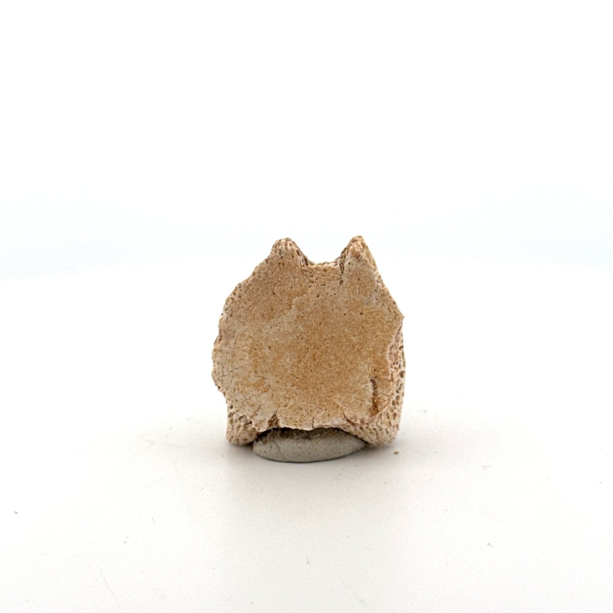 Small Mosasaur caudal vertebra from Late Cretaceous, Morocco (1.24") - FossilsAndMore