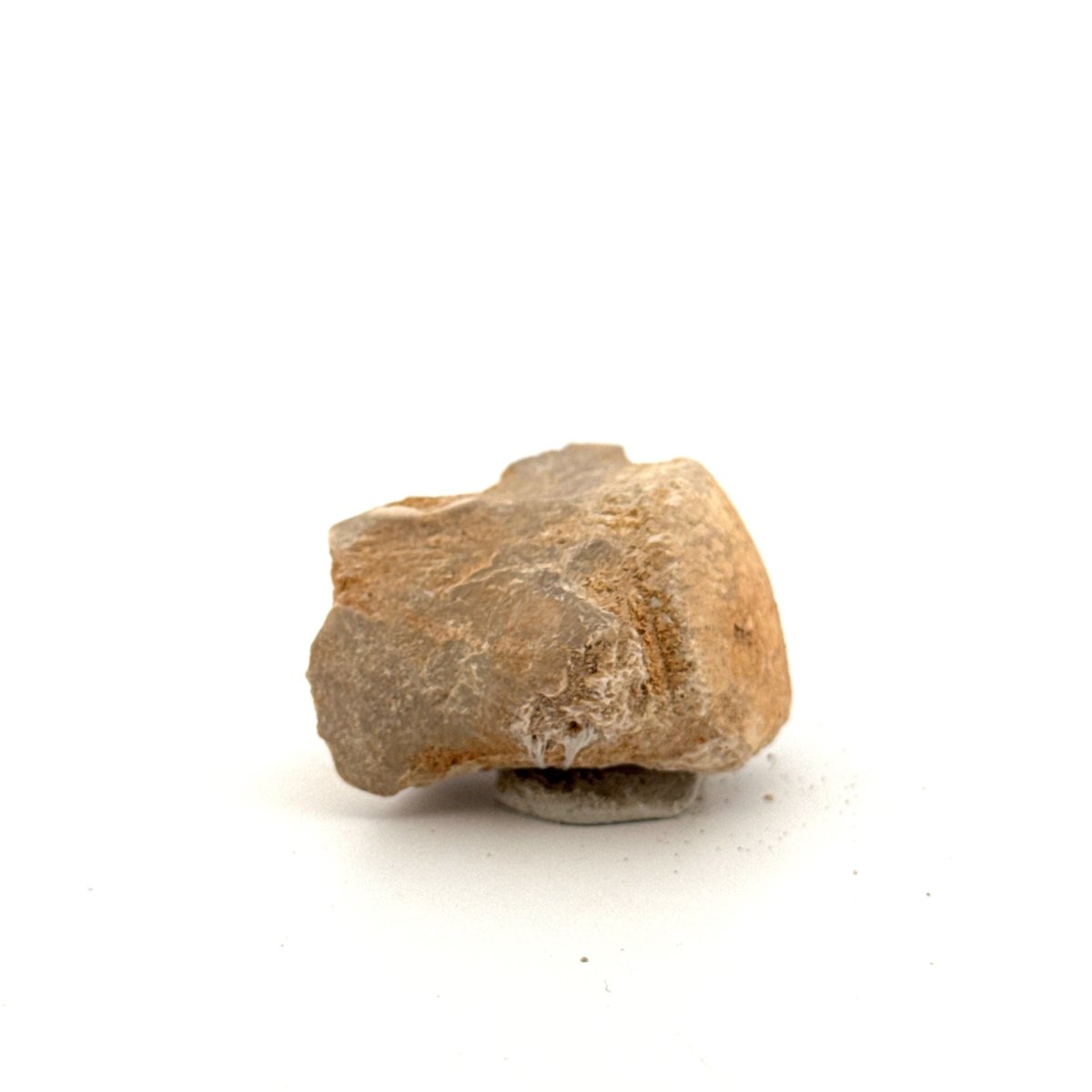 Small Mosasaur caudal vertebra from Late Cretaceous, Morocco (1.38") - FossilsAndMore