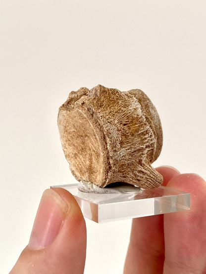 Small Mosasaur species fossil vertebra - FossilsAndMore